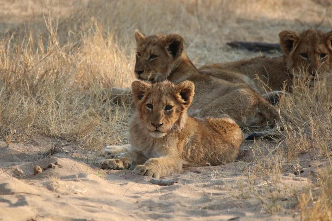 Willa Monwana Thornybush Game Reserve Zewnętrze zdjęcie
